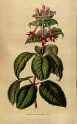 Fuchsia sylvatica